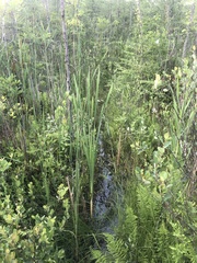 Platanthera leucophaea