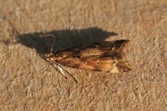 Brachmia blandella