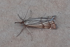Chrysocrambus dentuellus