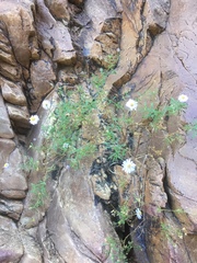 Olearia ferresii