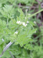 Chaerophyllum tainturieri dasycarpum