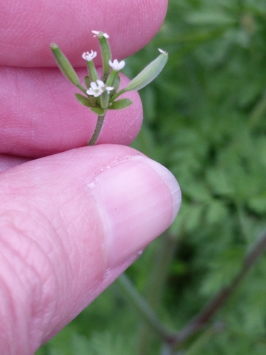 Chaerophyllum tainturieri var. dasycarpum