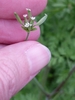 Hairyfruit Chervil - Photo (c) Alison Northup, some rights reserved (CC BY), uploaded by Alison Northup