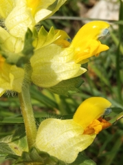 Rhinanthus alectorolophus