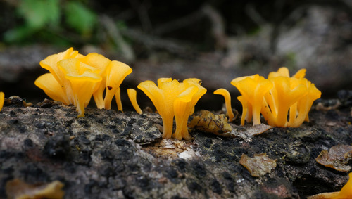 Fan-shaped Jelly Fungus