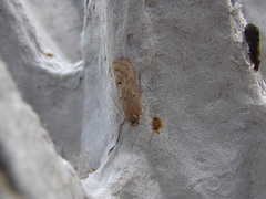 Phaeosaces apocrypta