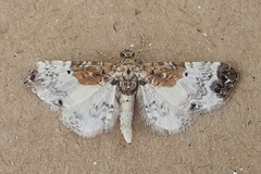 Eupithecia breviculata