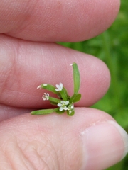 Chaerophyllum tainturieri dasycarpum