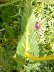 Rhinanthus alectorolophus