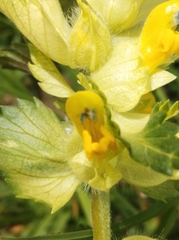 Rhinanthus alectorolophus