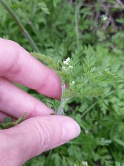 Chaerophyllum tainturieri dasycarpum