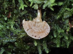 Panellus ligulatus