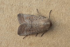 Hoplodrina blanda