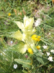 Rhinanthus alectorolophus
