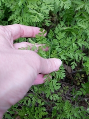 Chaerophyllum tainturieri dasycarpum