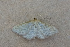 Idaea macilentaria