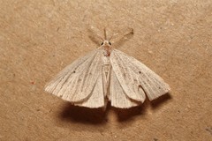Macrochilo cribrumalis
