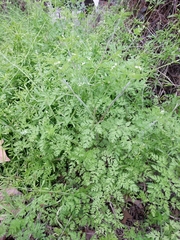 Chaerophyllum tainturieri dasycarpum
