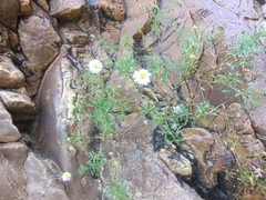 Olearia ferresii