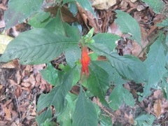 Cuphea appendiculata