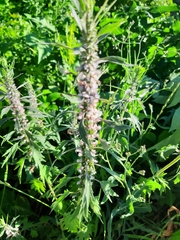 Leonurus quinquelobatus