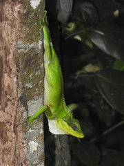 Calotes grandisquamis