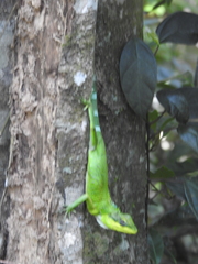 Calotes grandisquamis