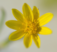 Osteospermum calendulaceum