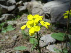 Erysimum duriaei pyrenaicum