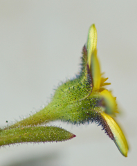 Osteospermum calendulaceum