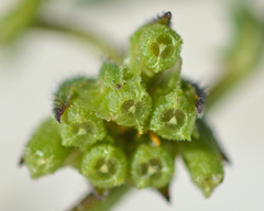 Osteospermum calendulaceum