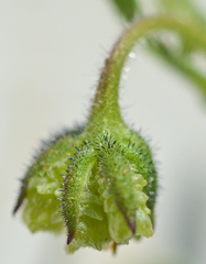 Osteospermum calendulaceum