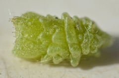 Osteospermum calendulaceum