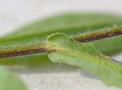 Osteospermum calendulaceum