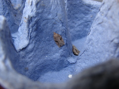 Apoctena orthropis