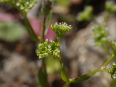 Valerianella eriocarpa