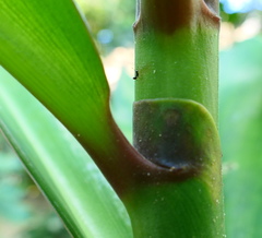 Costus acreanus