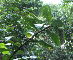 Costus acreanus