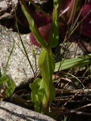 Valerianella eriocarpa