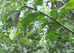 Costus acreanus