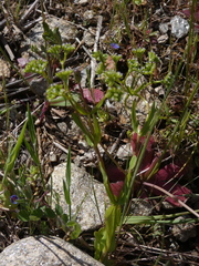 Valerianella eriocarpa