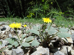 Crepis pygmaea