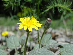 Crepis pygmaea