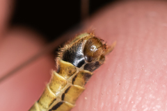 Nephrotoma dorsalis