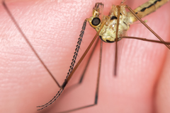 Nephrotoma dorsalis