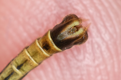 Nephrotoma dorsalis