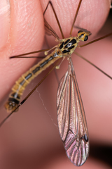 Nephrotoma dorsalis