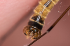 Nephrotoma dorsalis