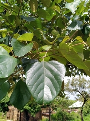 Gmelina