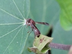 Ropalidia hongkongensis